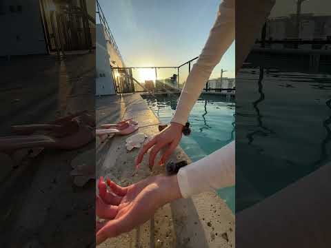 high-quality pool ASMR for the first time #asmr #relax #poolasmr #relaxandplay #asmrgame