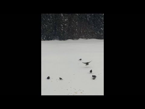 🚨Live Now🚨 Birds in the Snow Snacking