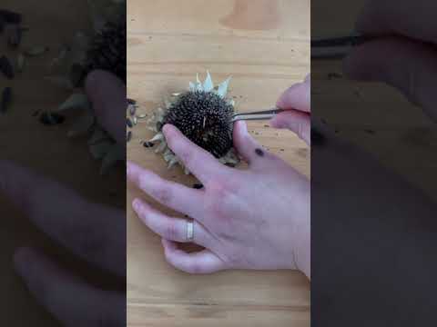 A SUPER Satisfying ASMR Sunflower Harvesting #shorts