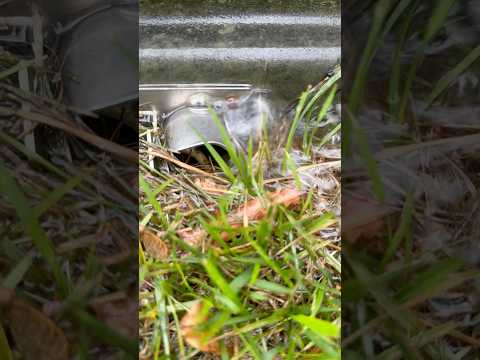 Unintentional ASMR: Rainwater Bubbling Spout 🌧️🔊 #shorts