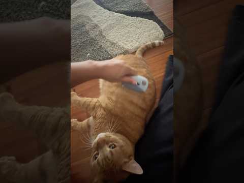 Brushing on Garfield Gomez❤️