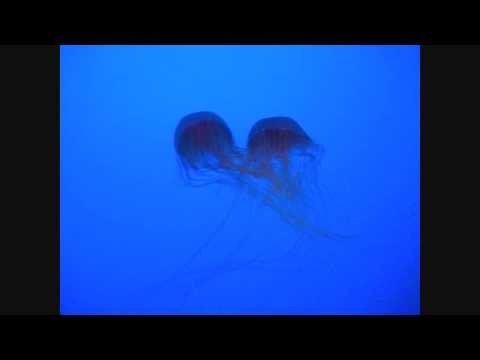 ASMR Relaxing Jellyfish Footage with Soft Spoken Facts