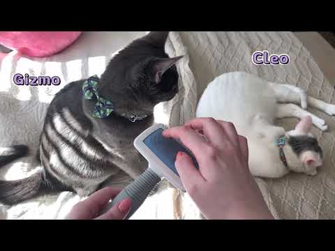 Brushing my cats