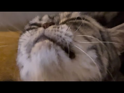 ASMR Brushing My Cat Joy