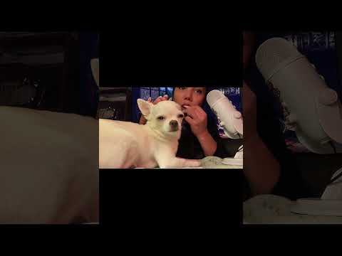 🐶 Molly Asmr #asmr #hsyasmr #chiuahua #relax #asmrsounds