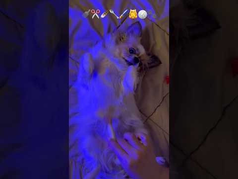 ASMR Emoji Challenge on My Dog🐶 #ای_اس_ام_آر #آرامش #tingles