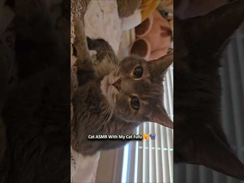Cat ASMR With My Cat Fufu 😸🐈‍⬛️ ─♡─ #asmr #catasmr