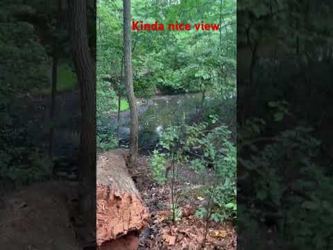 Relaxing view of nature Peppered ASMR