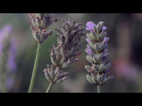ASMR | All About Essential Oils: Lavender