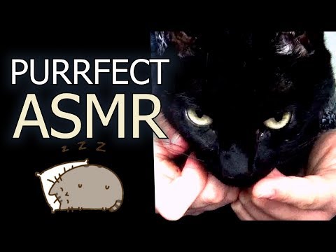 ASMR Kitty Purrs You To Sleep 🐱💤