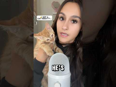 WAIT for IT.. #asmr #sleepsounds #explore #cat #trending