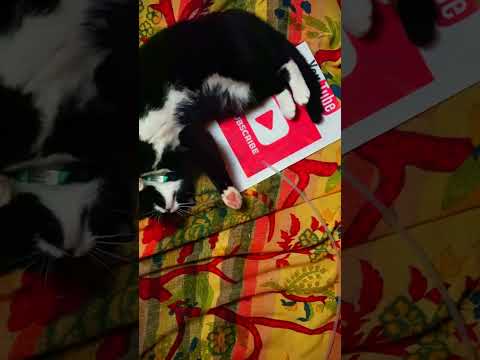 My cute cat! #firesideasmr #cutecat #cat #cutepet #funnypet
