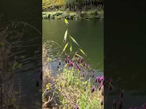 Sound Healing Lakeside  Find Peace with Nature & Relax