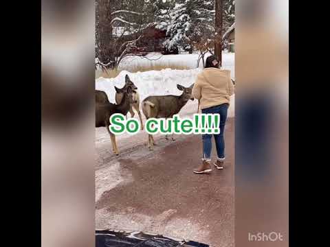 Feeding the deer 🦌