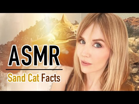 ASMR Sand Cat Facts