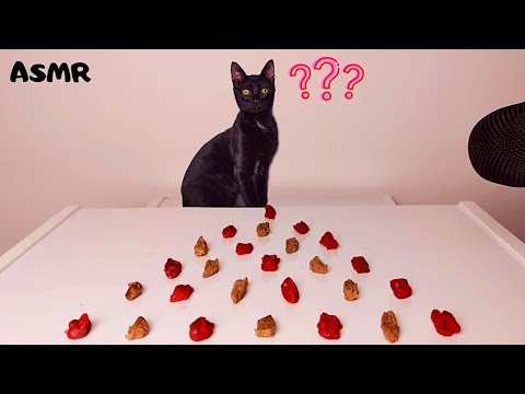 Cat eating meat ASMR