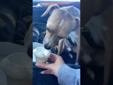 STARBUCKS PUP CUP🤍😋#rescuedog