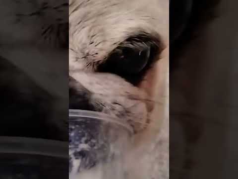 pug tutorial