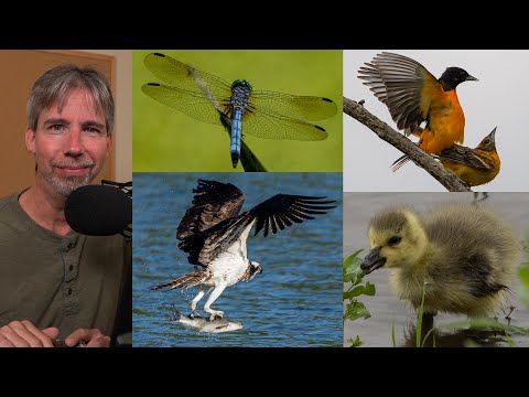 Wildlife Photography ASMR | First Month with the Sony 200-600mm & A7 IV