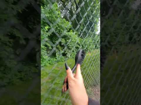 ASMR Rate This Fence Trigger 😋 #asmr #shorts