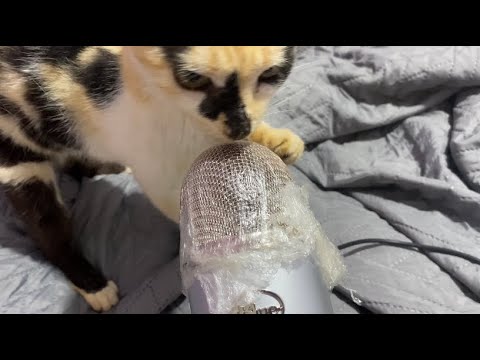 My cat doing ASMR