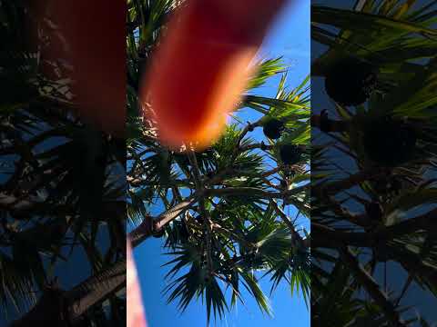 ASMR Camera Hand Movements + Outdoor Nature Sounds & Soft Whisper Triggers! 😴 #outdoorasmr #tingles