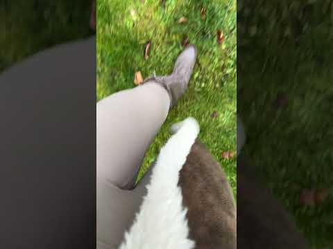 Wandern mit ASMR Sportleggings im Gras. 😛