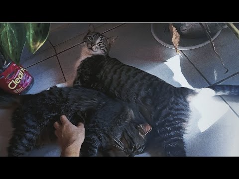 ASMR| CARINHO NO MEUS GATOS + BARULHO DE CHUVA 🐱⛈️