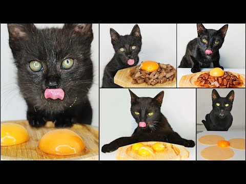 Cat Eating Egg Yolk ASMR Compilation