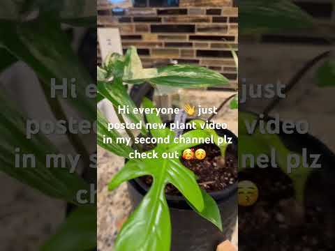 #plants #plantcare #plantcollections #foryou #asmrsounds #asmr