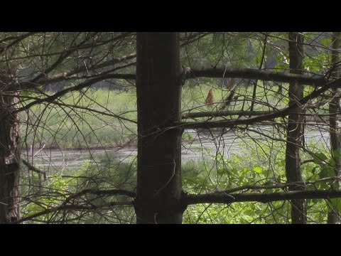 ASMR ► 1 Hr. @ Bird Sanctuary for Relaxation