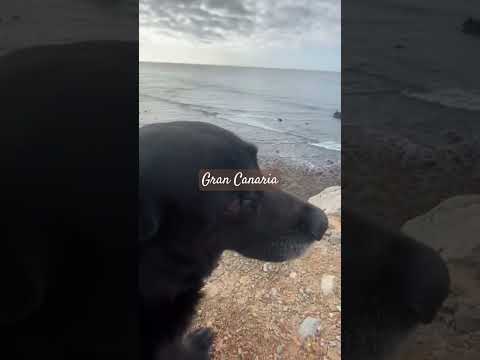 Sound of Nature * Gran Canaria #relaxingsounds #naturesounds #peacefulnoise