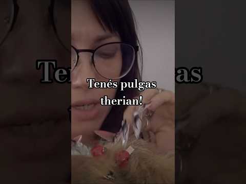 yo te despulgo amor #relax #triggersforsleep #asmr #therian