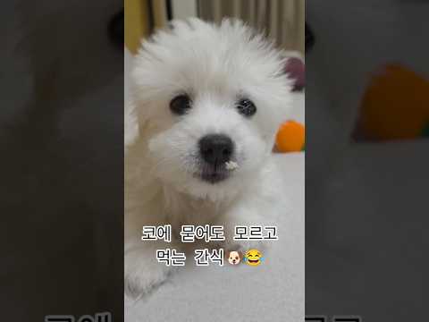 강아지가 쌀과자먹는소리ASMR #dogshorts #asmreating #asmrdog #강아지먹방