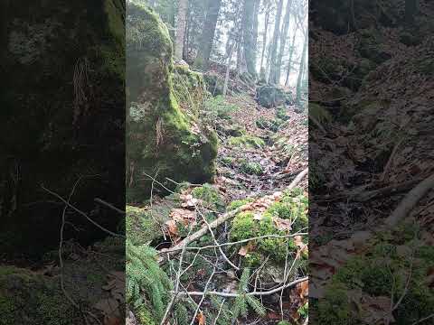 Today I was working, Heavy Nature Sound for you #shorts #nature #forestambience