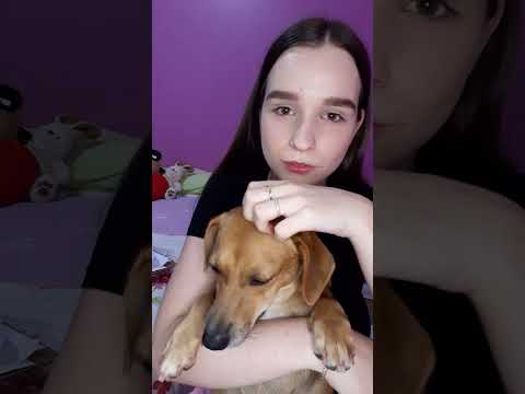 ASMR com a Lola 🐶 #shorts