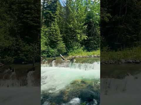 Nature ASMR #asmr #relax #nature