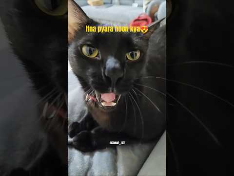 Itna Pyara Hoon Kya Short video 😎😺😘 #shorts #cat #cute #viral #trending