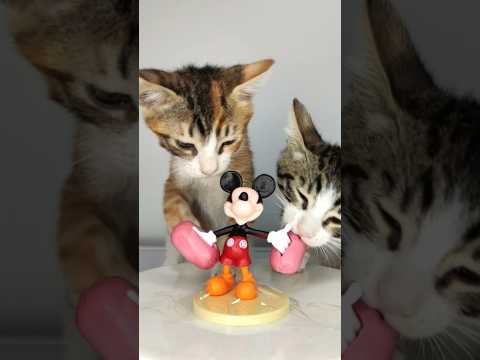 Cat Mickey Mouse ASMR 🐭