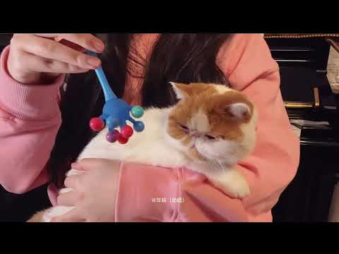 Play Toy With cat ASMR