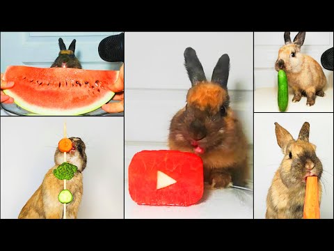 Top 5 Rabbit ASMR Eating Compilation