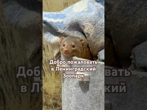 Небольшой обзор на Ленинградский зоопарк #спб #zoo #shorts #animals