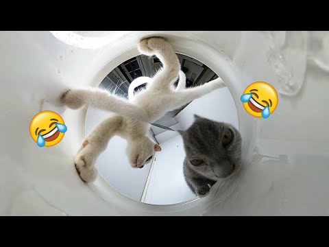 Funny cats eating food ASMR