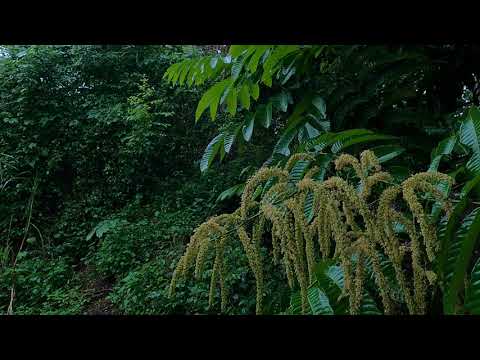 Rain and Thunderstorm Sounds for Sleep | Relaxation | Meditation