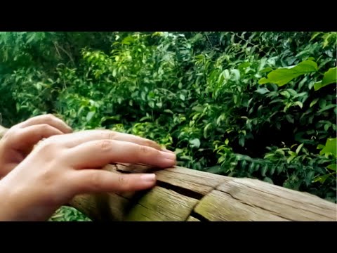 ASMR na Natureza para te ajudar com o estresse mental|🐦🌳 Narrado em Fala Suave