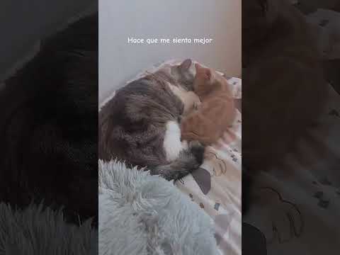 No es ASMR, pero es un video nuy personal  Mis dos bebes son lo mejor ♥️ #cats #pet #cat #catsoftikt