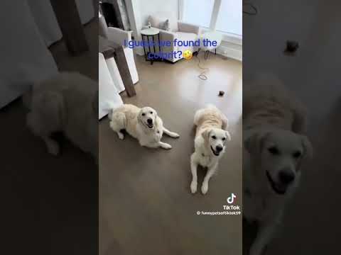 The first 1️⃣ is HILARIOUS 🤣 #pets #shorts #ytshorts