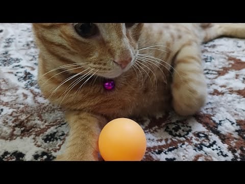 Live Streaming #1 | Playing Tennis Ball 🎾 with My Cats  #Live #challenge #gaming