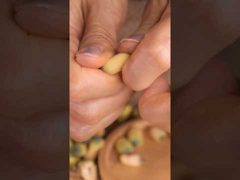 #asmr Have you heard the sound of lotus seed popping?