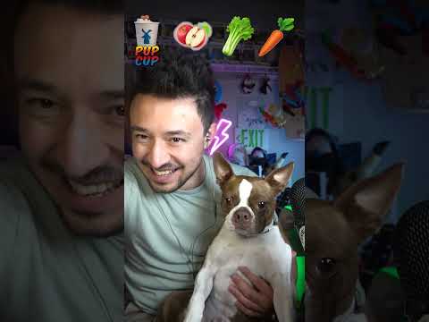 My Dog does a Mukbang ASMR With Treats he LOVES!